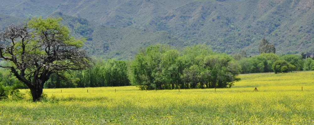 Campiña Serena 1 Campiña Serena 1